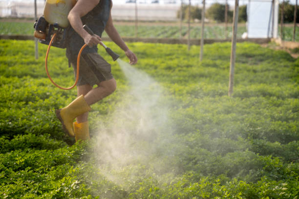Reliable Harrisburg, IL Pest Control Solutions